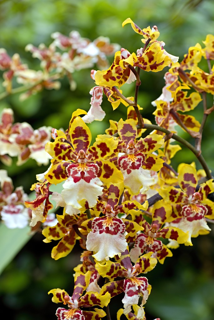 orchideeën orchidee orchideeen hdr bloem Orchidaceae natuur flora bloemen orchis sierbloem sierplant phalaenopsis orchidaceae